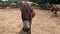 Adult pregnant female donkey comes up close and sniffs camera in grazing paddock