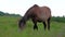 Adult pregnant horse grazing in field.