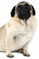 An adult pug with a funny snout sits on a white background. Insulation.