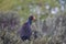 Adult pukeko on top of bush