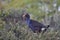 Adult pukeko on top of bush