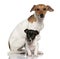 Adult and puppy Jack Russell Terrier sitting