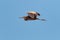 An adult Purple Heron, Ardea purpurea in flight. Clear blue sky.