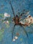 Adult Recluse Spider