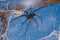 Adult Recluse Spider