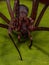 Adult Recluse Spider