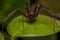 Adult Recluse Spider