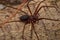 Adult Recluse Spider