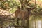 An adult red deer with large antlers on a watering hole in the forest. Wild life in summer