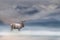 Adult red deer stands in the fog on mountains background