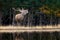 Adult red deer walks along the bank of a forest river in a natural environment