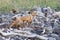 Adult red fox,  Kunashir Island