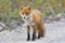 Adult red fox,  Kunashir Island