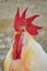 adult red head white rooster Cockerel is isolated on a green background, portrait of domestic animal, pet close up live stock fowl