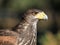 Adult red kite closeup portrait