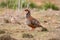 Adult red-legged partridge with its beautiful stripes on its flanks, its black collar, with its red legs and beak attentive to