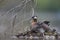 A adult red-necked grebe breeding on its floating nest in a city pond in the capital city of Berlin Germany.