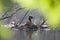 A adult red-necked grebe Podiceps grisegena breeding on its floating nest in a city pond in the capital city of Berlin Germany.