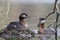 A adult red-necked grebe Podiceps grisegena perched on its nest with the partner next to it in the water.