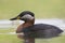 A adult red-necked grebe Podiceps grisegena swimming and foraging in a city pond in the capital city of Berlin Germany.