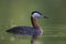 A adult red-necked grebe Podiceps grisegena swimming and foraging in a city pond in the capital city of Berlin Germany.