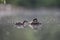 A adult red-necked grebe Podiceps grisegena swimming with its young in a city pond in the capital city of Berlin Germany.