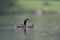 A adult red-necked grebe Podiceps grisegena swimming with its young in a city pond in the capital city of Berlin Germany.