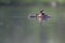 A adult red-necked grebe Podiceps grisegena swimming with its young in a city pond in the capital city of Berlin Germany.