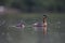 A adult red-necked grebe Podiceps grisegena swimming with its young in a city pond in the capital city of Berlin Germany.