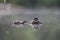 A adult red-necked grebe Podiceps grisegena swimming with its young in a city pond in the capital city of Berlin Germany.