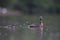 A adult red-necked grebe Podiceps grisegena swimming with its young in a city pond in the capital city of Berlin Germany.