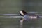 A adult red-necked grebe Podiceps grisegena swimming and preening its feathers in a city pond in the capital city of Berlin Germ