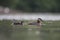 A adult red-necked grebe swimming with its young in a city pond in the capital city of Berlin Germany.