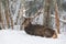 Adult red noble deer with large horns covered with snow, resting in snow-covered forest. Deer on the snow. The big de