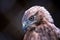 Adult redhawk portrait and stern look