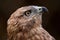 Adult redhawk portrait and stern look