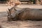 Adult resting rhinos at the zoo