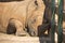 Adult rhino in a safari park