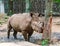 Adult rhino at the zoo Saigon