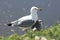 Adult Ring-billed Gull, Larus delawarensis, sheltering young from sun