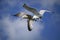 Adult Ring-billed Gull & a Youngsre flying