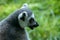 Adult ring tailed lemur