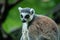 Adult ring tailed lemur