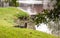 Adult River Otter Lontra canadensis in a pond