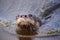 Adult River Otter Lontra canadensis in a pond