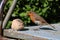 Adult robin, erithacus rubecula, collecting food