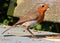 Adult robin, erithacus rubecula, collecting food