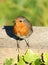 Adult robin, erithacus rubecula, perched on wall