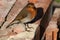 Adult robin, erithacus rubecula, stood on bricks