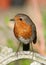 Adult robin, erithacus rubecula, stood on chair